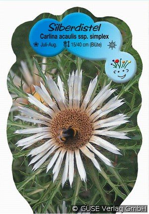 Silberdistel