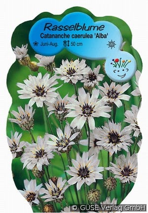 Weiße Rasselblume