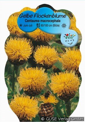 Riesen-Flockenblume