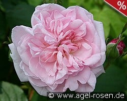 Fantin Latour kaufen, click for more details Fantin Latour