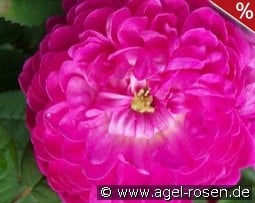 Pompon de Bourgogne kaufen, click for more details Pompon de Bourgogne
