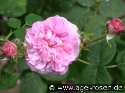 Reine de Centfeuilles