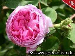 Rosa centifolia 'Cristata'  (Chapeau de Napoleon)