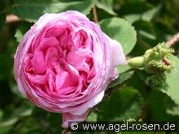 Rosa centifolia 'Cristata'  (Chapeau de Napoleon)