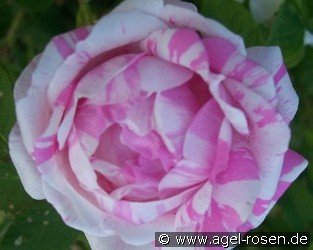 Rosa centifolia variegata