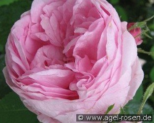 Rose des Peintres