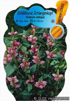 Schildblume, Schlangenkopf