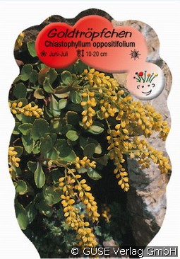 Goldtröpfchen