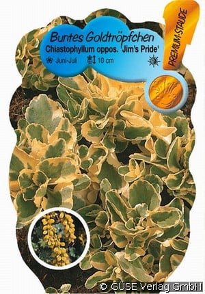 Buntes Goldtröpfchen