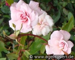 Bloomfield Abundance  kaufen, click for more details Bloomfield Abundance