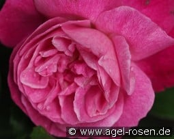 Sophie's Perpetual kaufen, click for more details Sophie's Perpetual