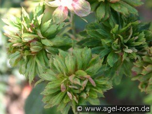 Viridiflora