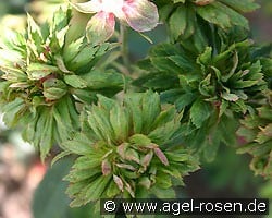 Viridiflora kaufen, click for more details Viridiflora