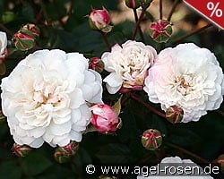 Little White Pet kaufen, clicken für mehr Details Little White Pet