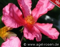 Mutabilis