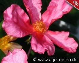 Mutabilis