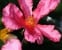 Mutabilis
