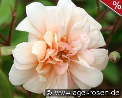 Perle d'Or kaufen, clicken für mehr Details Perle d'Or