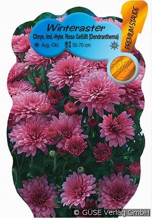 Winteraster