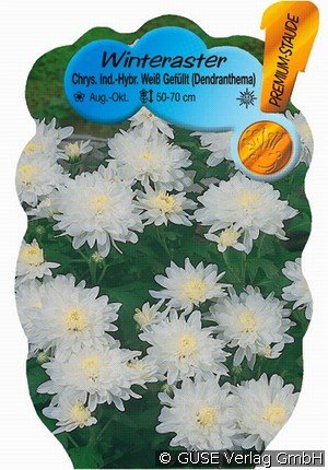 Winteraster