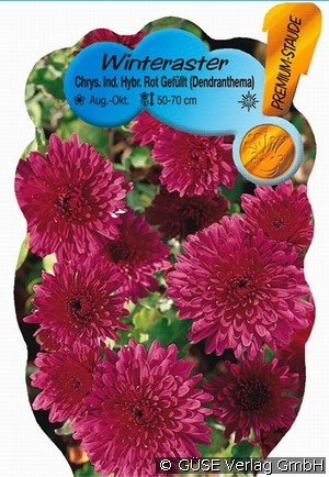 Winteraster