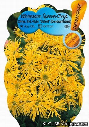 Winteraster