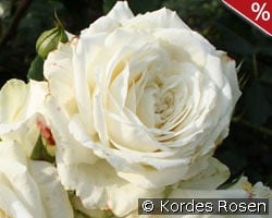 Alaska kaufen, click for more details Alaska