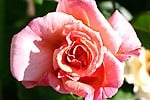 Aloha, click for more details Aloha (Climbing Rose)