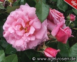 Aloha Boerner