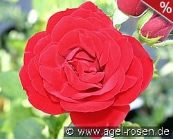 Amadeus kaufen, click for more details Amadeus