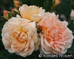 Amaretto kaufen, click for more details Amaretto