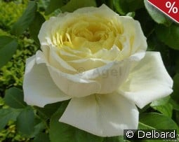 Amnesty International kaufen, click for more details Amnesty International