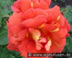 Arielle Dombasle kaufen, click for more details Arielle Dombasle