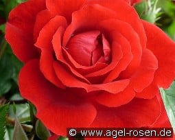 Badener Sommergruß kaufen, click for more details Badener Sommergruß