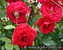 Baikal syn. The Prince's Trust kaufen, click for more details Baikal syn. The Prince's Trust