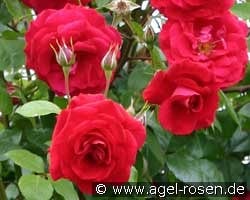 Baikal  syn. The Prince's Trust kaufen, click for more details Baikal  syn. The Prince's Trust