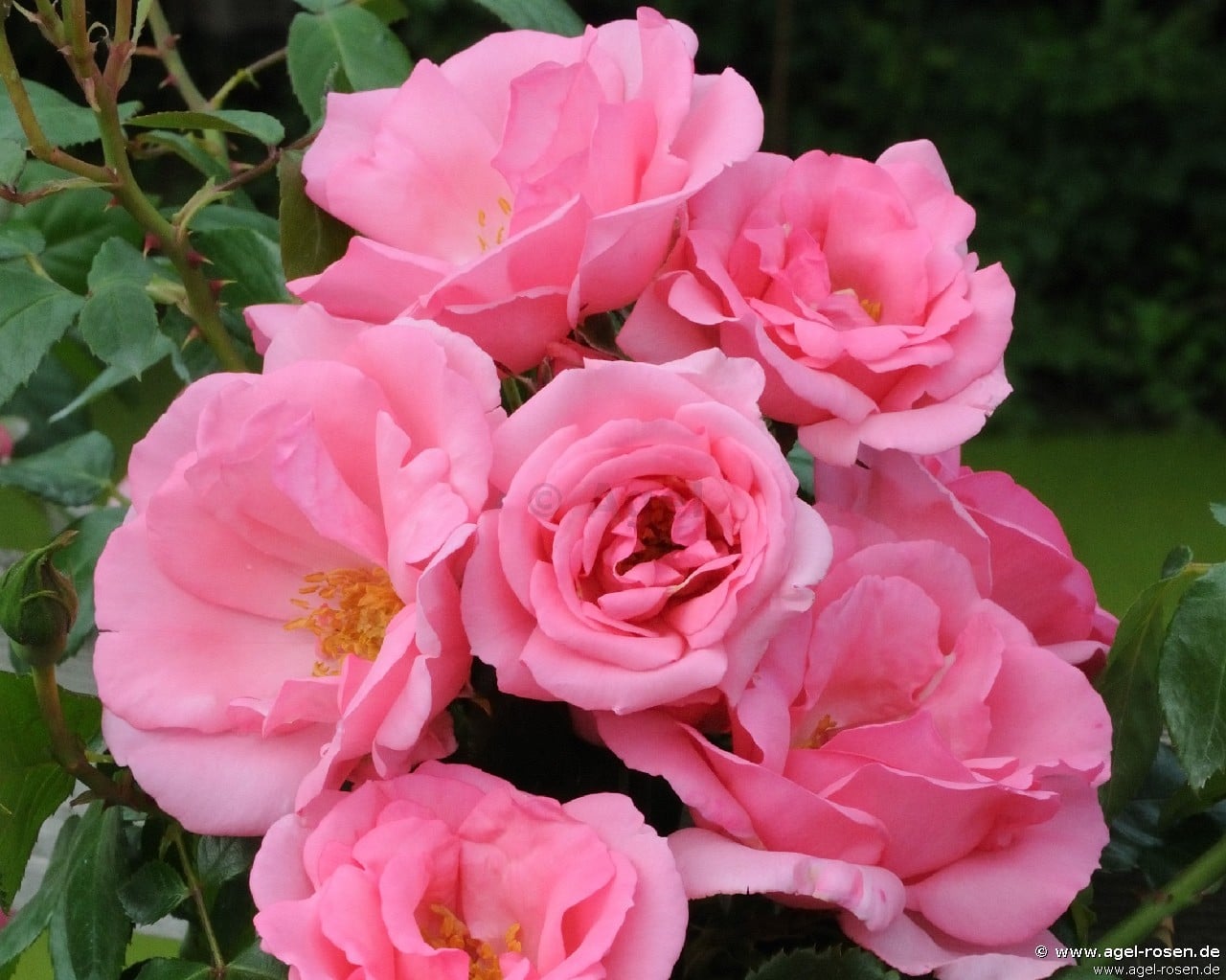 Buy Bantry Bay ® – Climbing Rose – AGEL ROSEN