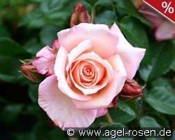 Barock kaufen, click for more details Barock