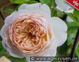 Bathsheba kaufen, click for more details Bathsheba