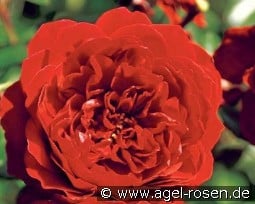 Belkanto kaufen, click for more details Belkanto