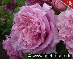 Bienvenue kaufen, click for more details Bienvenue