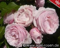 Billet Doux kaufen, click for more details Billet Doux