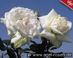 Blanche Colombe kaufen, click for more details Blanche Colombe