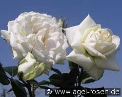 Blanche Colombe  kaufen, click for more details Blanche Colombe