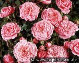 Boogie Woogie kaufen, click for more details Boogie Woogie