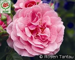 Buy Roses in 6.5-liter pot – AGEL ROSEN