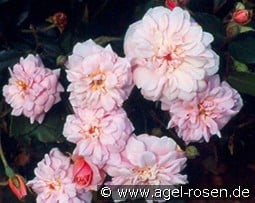Cécile Brunner Climbing  kaufen, click for more details Cécile Brunner Climbing