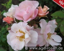 Clair Matin kaufen, click for more details Clair Matin