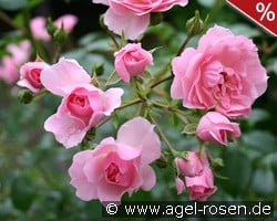 Climbing Bonica kaufen, click for more details Climbing Bonica