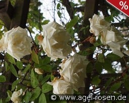 Climbing Mrs. Herbert Stevens kaufen, click for more details Climbing Mrs. Herbert Stevens